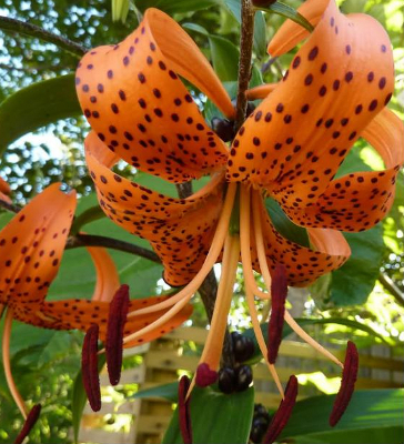 LILIUM TIGRINUM